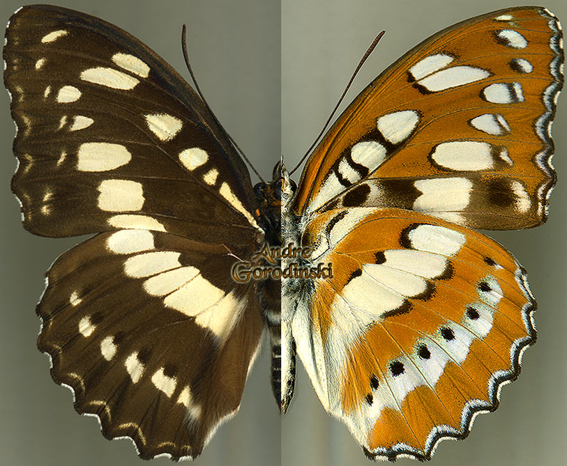 http://www.gorodinski.ru/nymphalidae/Limenitis perius s.str.jpg